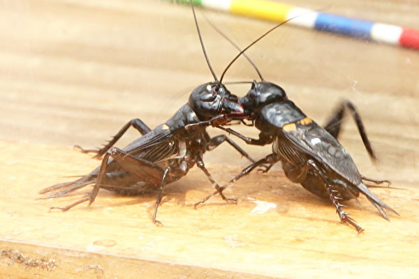 鬥蟋蟀(闘蟋)